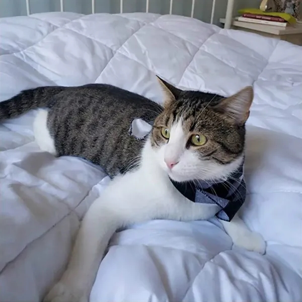 Triangle Pet Buffalo Bandana Plaid Scarf - Triangle Pet Buffalo Bandana Plaid Scarf - Image 3 of 5