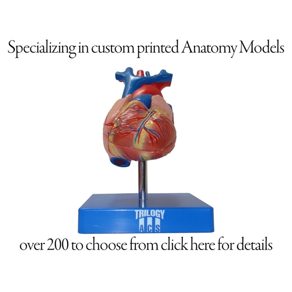 Custom Anatomy Models