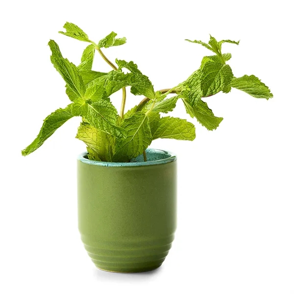Modern Sprout® Garden Vibes Candle/Planter - Modern Sprout® Garden Vibes Candle/Planter - Image 2 of 37