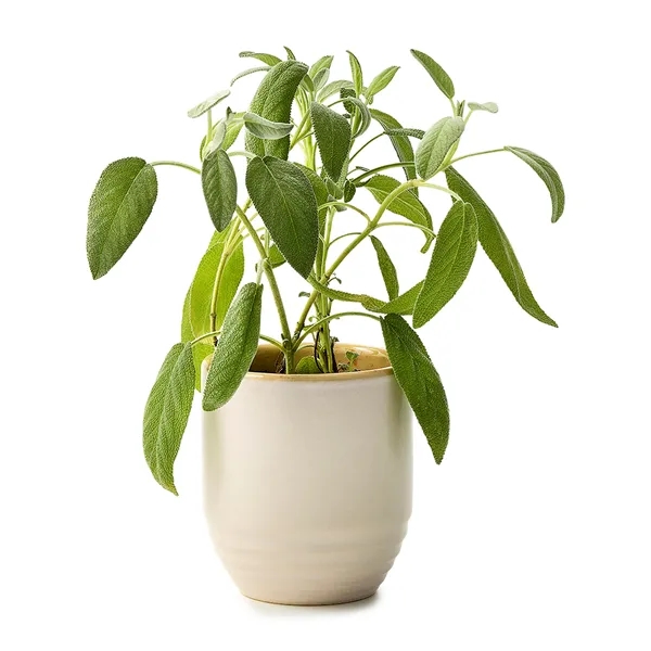 Modern Sprout® Garden Vibes Candle/Planter - Modern Sprout® Garden Vibes Candle/Planter - Image 22 of 37