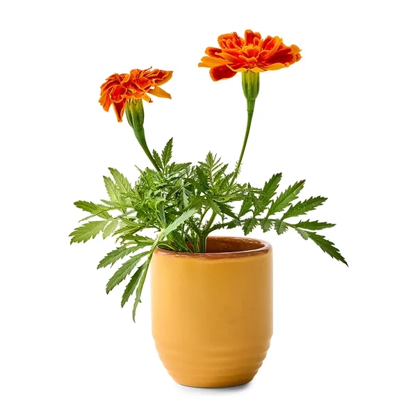 Modern Sprout® Garden Vibes Candle/Planter - Modern Sprout® Garden Vibes Candle/Planter - Image 31 of 37
