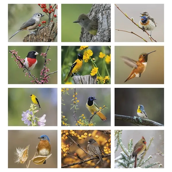 Good Value™ Birds of North America - Spiral Calendar - Good Value™ Birds of North America - Spiral Calendar - Image 4 of 6