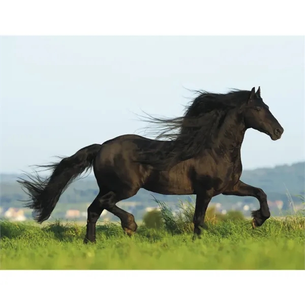Triumph® Calendars Horses Calendar - Triumph® Calendars Horses Calendar - Image 21 of 31