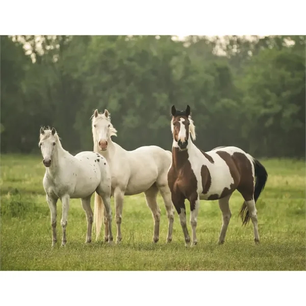 Triumph® Calendars Horses Calendar - Triumph® Calendars Horses Calendar - Image 22 of 31
