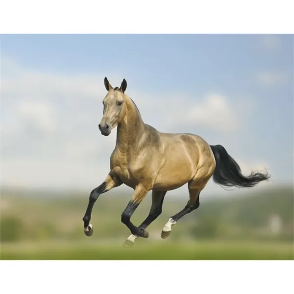 Triumph® Calendars Horses Calendar - Triumph® Calendars Horses Calendar - Image 23 of 31