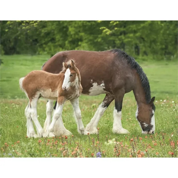 Triumph® Calendars Horses Calendar - Triumph® Calendars Horses Calendar - Image 24 of 31