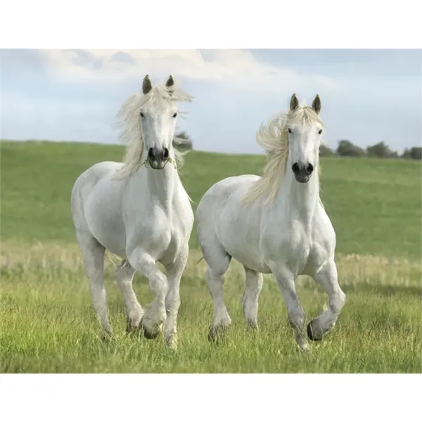 Triumph® Calendars Horses Calendar - Triumph® Calendars Horses Calendar - Image 25 of 31