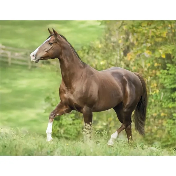 Triumph® Calendars Horses Calendar - Triumph® Calendars Horses Calendar - Image 26 of 31