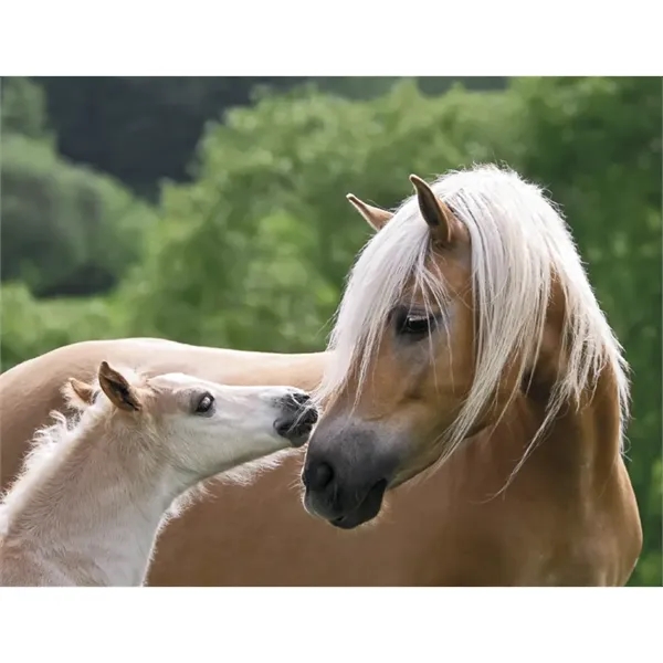 Triumph® Calendars Horses Calendar - Triumph® Calendars Horses Calendar - Image 27 of 31