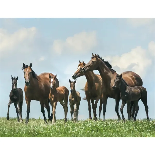 Triumph® Calendars Horses Calendar - Triumph® Calendars Horses Calendar - Image 28 of 31