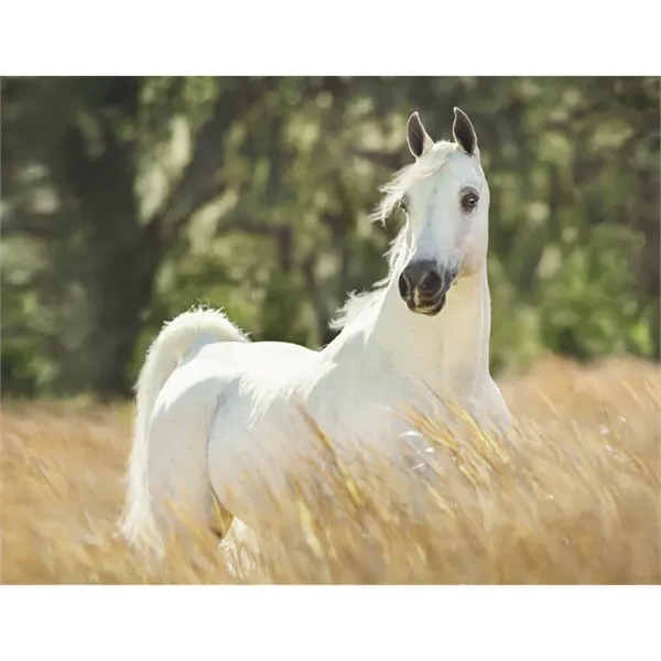 Triumph® Calendars Horses Calendar - Triumph® Calendars Horses Calendar - Image 29 of 31