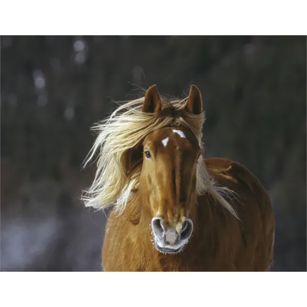 Triumph® Calendars Horses Calendar - Triumph® Calendars Horses Calendar - Image 31 of 31