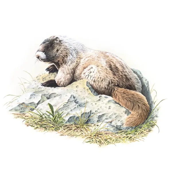 Good Value™ Wildlife Trek - Spiral Calendar - Good Value™ Wildlife Trek - Spiral Calendar - Image 22 of 31