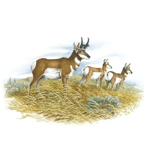 Good Value™ Wildlife Trek - Spiral Calendar - Good Value™ Wildlife Trek - Spiral Calendar - Image 24 of 31