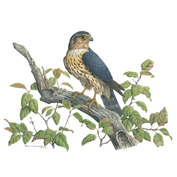 Good Value™ Wildlife Trek - Spiral Calendar - Good Value™ Wildlife Trek - Spiral Calendar - Image 27 of 31