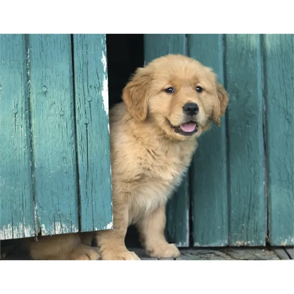 Good Value™ Puppies & Kittens - Spiral Calendar - Good Value™ Puppies & Kittens - Spiral Calendar - Image 19 of 31