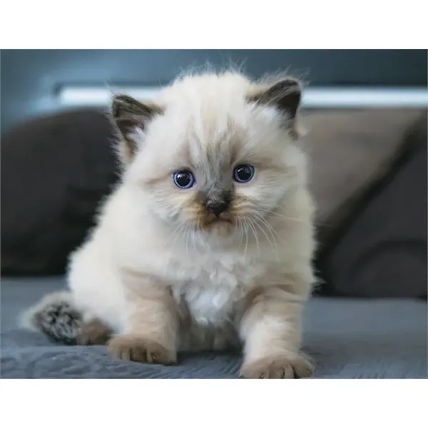 Good Value™ Puppies & Kittens - Spiral Calendar - Good Value™ Puppies & Kittens - Spiral Calendar - Image 21 of 31