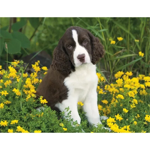 Good Value™ Puppies & Kittens - Spiral Calendar - Good Value™ Puppies & Kittens - Spiral Calendar - Image 23 of 31