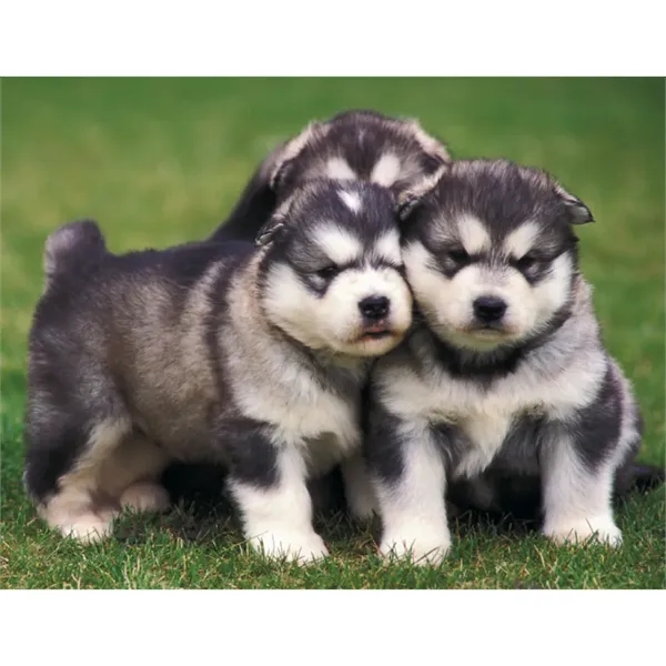 Good Value™ Puppies & Kittens - Spiral Calendar - Good Value™ Puppies & Kittens - Spiral Calendar - Image 27 of 31