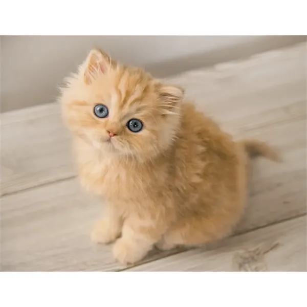 Good Value™ Puppies & Kittens - Spiral Calendar - Good Value™ Puppies & Kittens - Spiral Calendar - Image 28 of 31