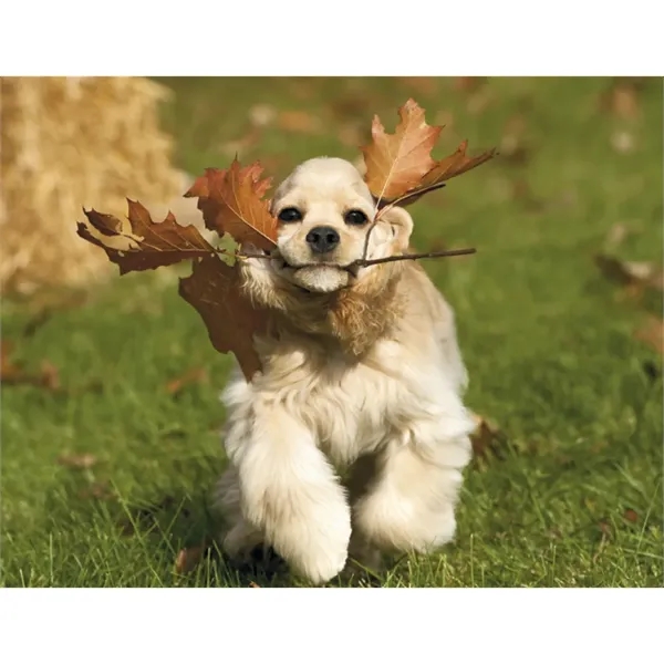 Good Value™ Puppies & Kittens - Spiral Calendar - Good Value™ Puppies & Kittens - Spiral Calendar - Image 29 of 31