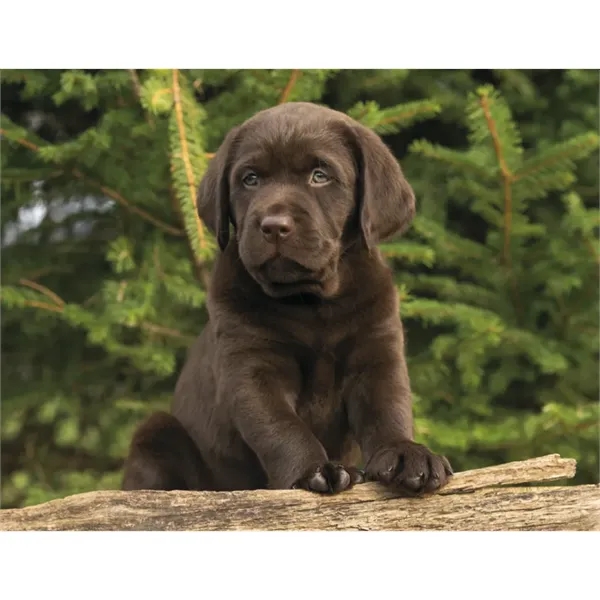 Good Value™ Puppies & Kittens - Spiral Calendar - Good Value™ Puppies & Kittens - Spiral Calendar - Image 31 of 31