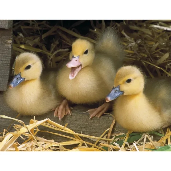 Good Value™ Baby Farm Animals - Spiral Calendar - Good Value™ Baby Farm Animals - Spiral Calendar - Image 18 of 29