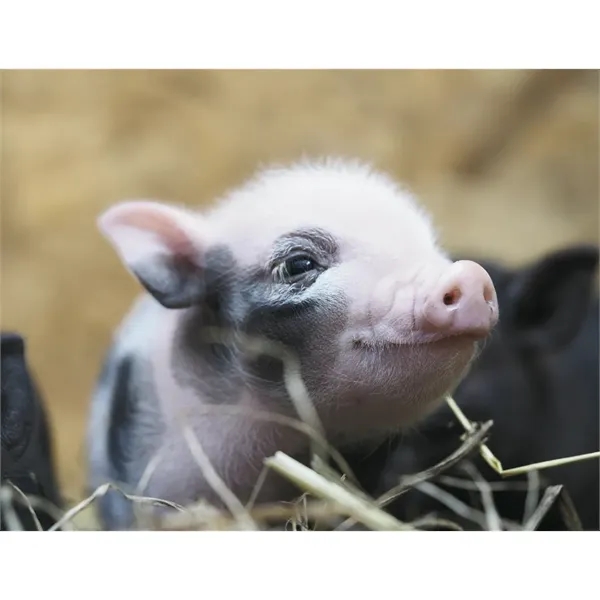 Good Value™ Baby Farm Animals - Spiral Calendar - Good Value™ Baby Farm Animals - Spiral Calendar - Image 19 of 29