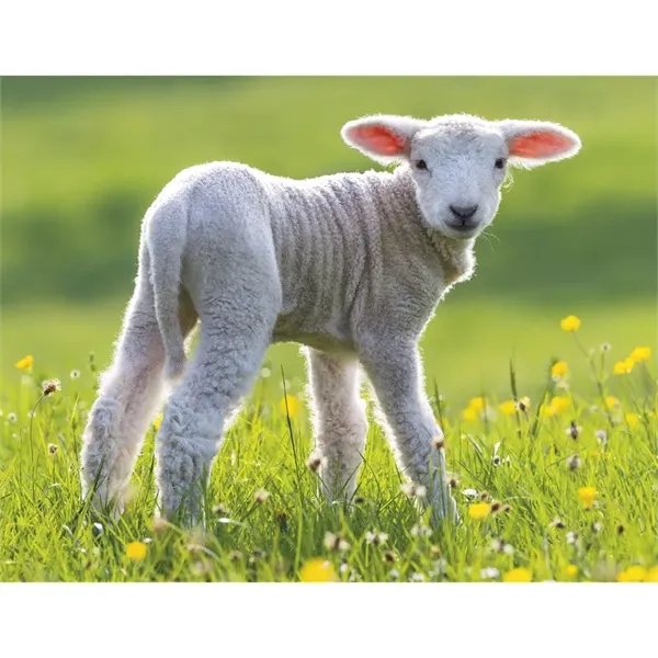 Good Value™ Baby Farm Animals - Spiral Calendar - Good Value™ Baby Farm Animals - Spiral Calendar - Image 20 of 29