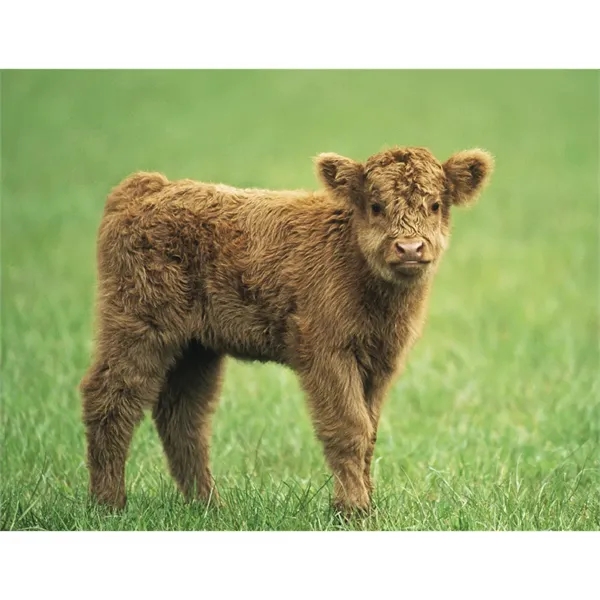 Good Value™ Baby Farm Animals - Spiral Calendar - Good Value™ Baby Farm Animals - Spiral Calendar - Image 21 of 29