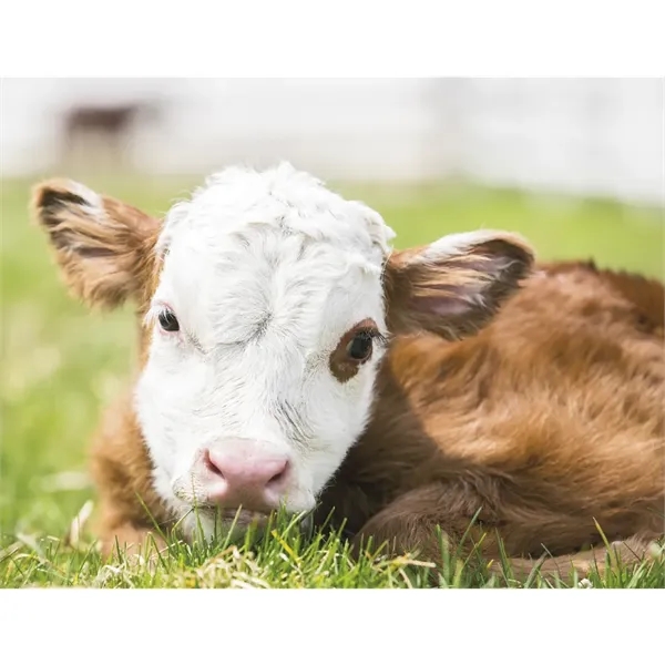 Good Value™ Baby Farm Animals - Spiral Calendar - Good Value™ Baby Farm Animals - Spiral Calendar - Image 23 of 29