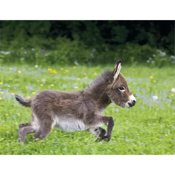 Good Value™ Baby Farm Animals - Spiral Calendar - Good Value™ Baby Farm Animals - Spiral Calendar - Image 24 of 29