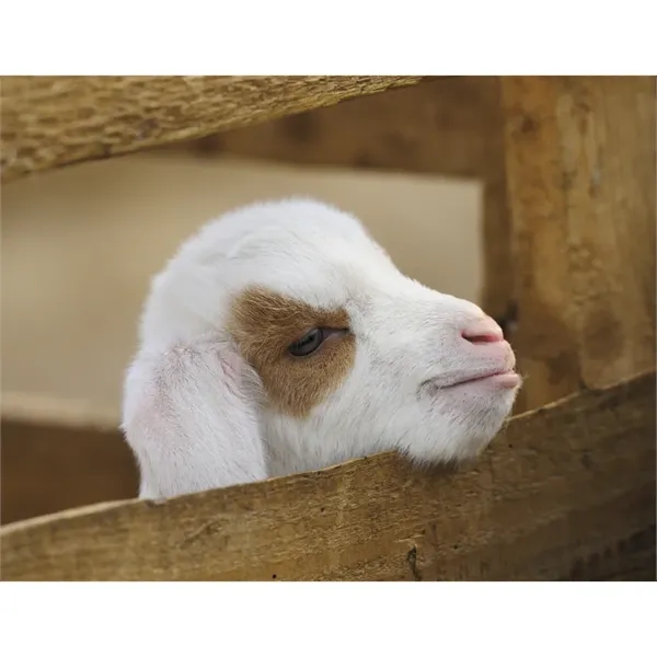 Good Value™ Baby Farm Animals - Spiral Calendar - Good Value™ Baby Farm Animals - Spiral Calendar - Image 29 of 29
