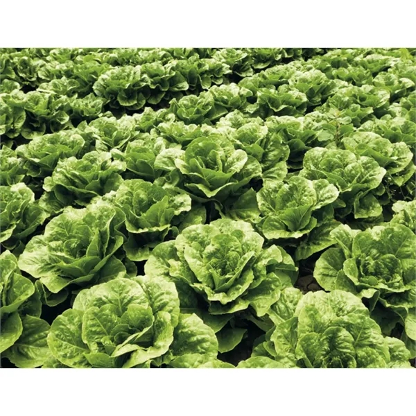 Good Value™ Agriculture - Spiral Calendar - Good Value™ Agriculture - Spiral Calendar - Image 21 of 31