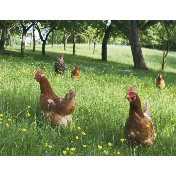 Good Value™ Agriculture - Spiral Calendar - Good Value™ Agriculture - Spiral Calendar - Image 26 of 31