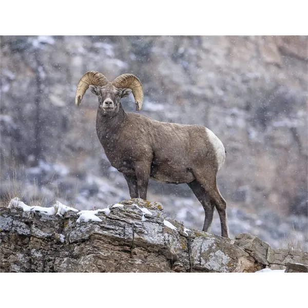 Good Value™ Wildlife Portraits - Spiral Calendar - Good Value™ Wildlife Portraits - Spiral Calendar - Image 19 of 31