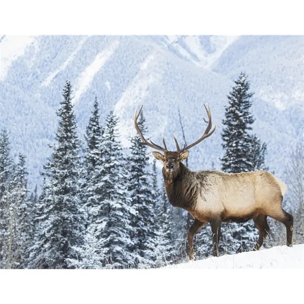 Good Value™ Wildlife Portraits - Spiral Calendar - Good Value™ Wildlife Portraits - Spiral Calendar - Image 20 of 31