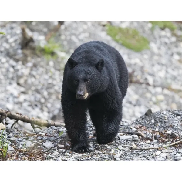 Good Value™ Wildlife Portraits - Spiral Calendar - Good Value™ Wildlife Portraits - Spiral Calendar - Image 22 of 31