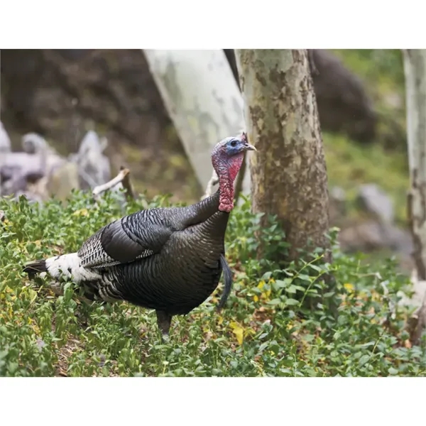 Good Value™ Wildlife Portraits - Spiral Calendar - Good Value™ Wildlife Portraits - Spiral Calendar - Image 23 of 31