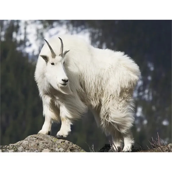 Good Value™ Wildlife Portraits - Spiral Calendar - Good Value™ Wildlife Portraits - Spiral Calendar - Image 24 of 31