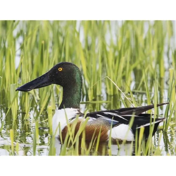 Good Value™ Wildlife Portraits - Spiral Calendar - Good Value™ Wildlife Portraits - Spiral Calendar - Image 25 of 31