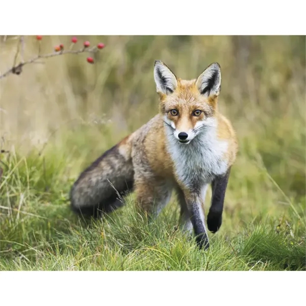 Good Value™ Wildlife Portraits - Spiral Calendar - Good Value™ Wildlife Portraits - Spiral Calendar - Image 26 of 31