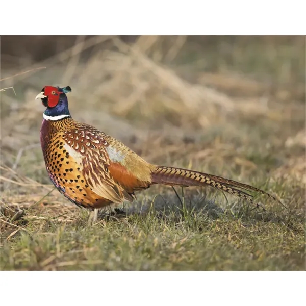 Good Value™ Wildlife Portraits - Spiral Calendar - Good Value™ Wildlife Portraits - Spiral Calendar - Image 27 of 31