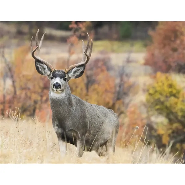 Good Value™ Wildlife Portraits - Spiral Calendar - Good Value™ Wildlife Portraits - Spiral Calendar - Image 28 of 31