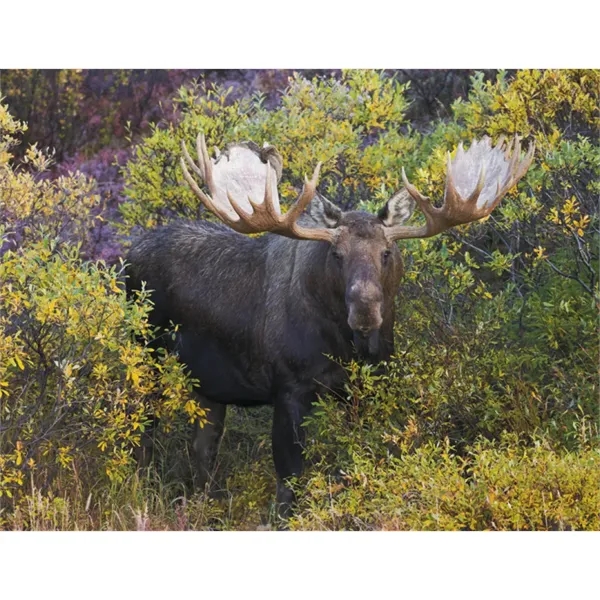 Good Value™ Wildlife Portraits - Spiral Calendar - Good Value™ Wildlife Portraits - Spiral Calendar - Image 30 of 31