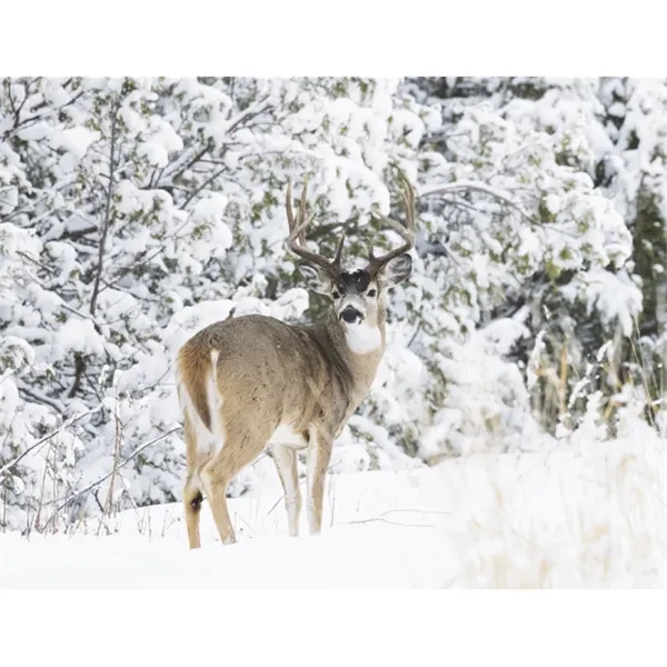 Good Value™ Wildlife Portraits - Spiral Calendar - Good Value™ Wildlife Portraits - Spiral Calendar - Image 31 of 31
