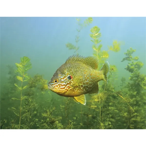 Good Value™ Fishing - Spiral Calendar - Good Value™ Fishing - Spiral Calendar - Image 18 of 30