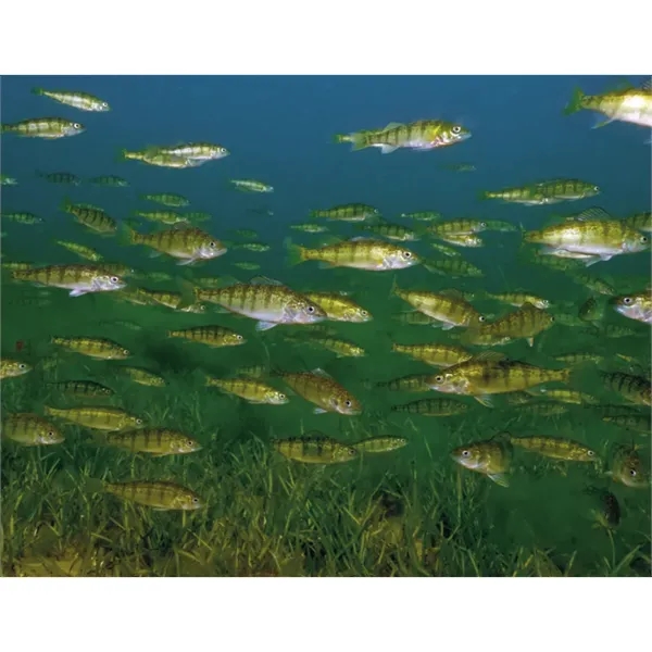 Good Value™ Fishing - Spiral Calendar - Good Value™ Fishing - Spiral Calendar - Image 21 of 30