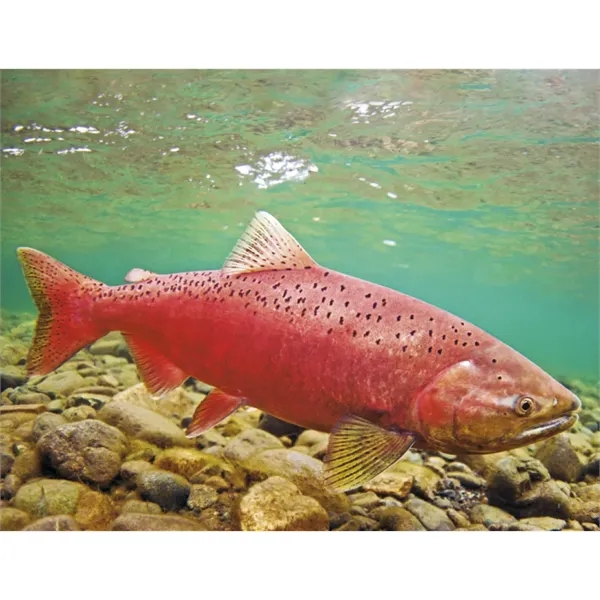 Good Value™ Fishing - Spiral Calendar - Good Value™ Fishing - Spiral Calendar - Image 27 of 30