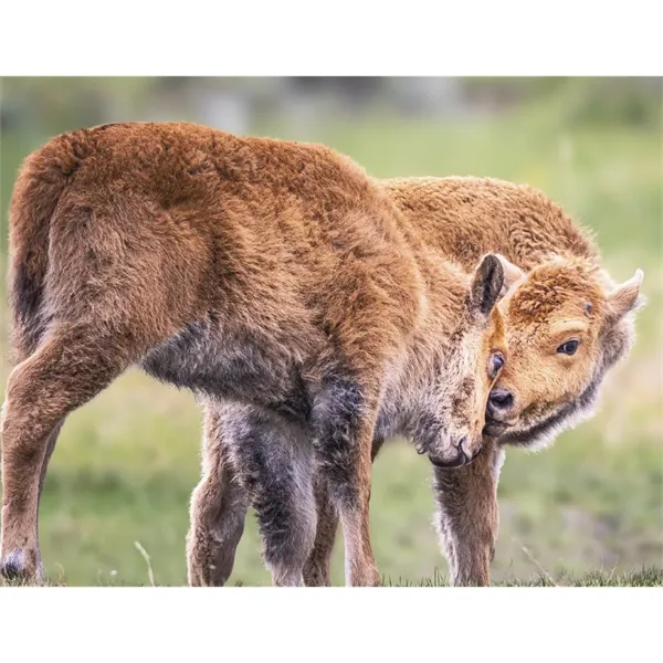 Good Value™ Baby Farm Animals - Stapled Calendar - Good Value™ Baby Farm Animals - Stapled Calendar - Image 19 of 31